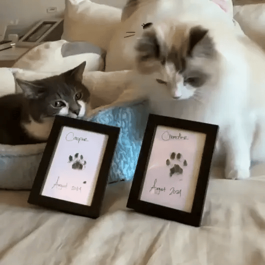 Poune® - Le Kit Empreinte Instantanée (Chat)